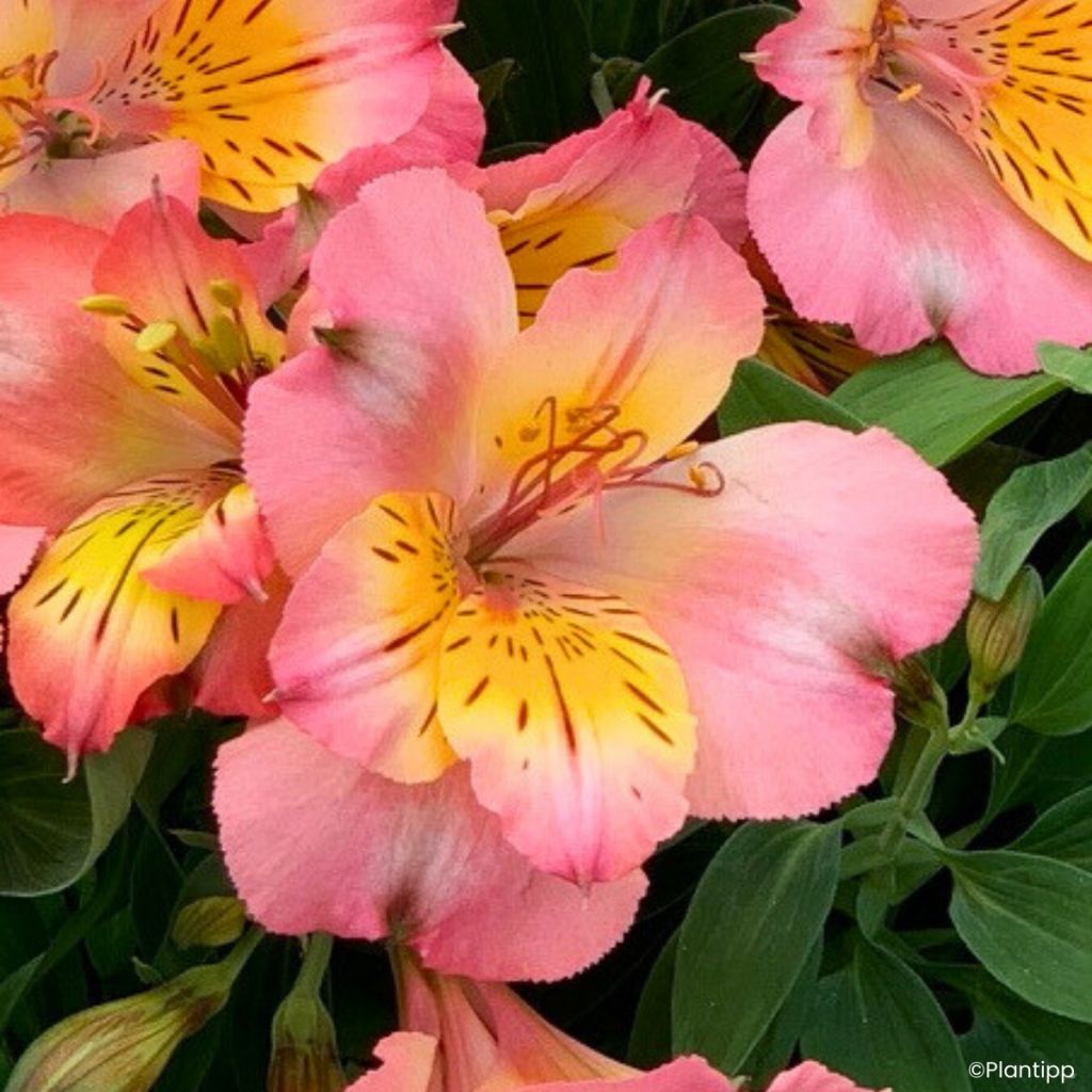 Alstroemeria Incalys Salmon - Inkalilie