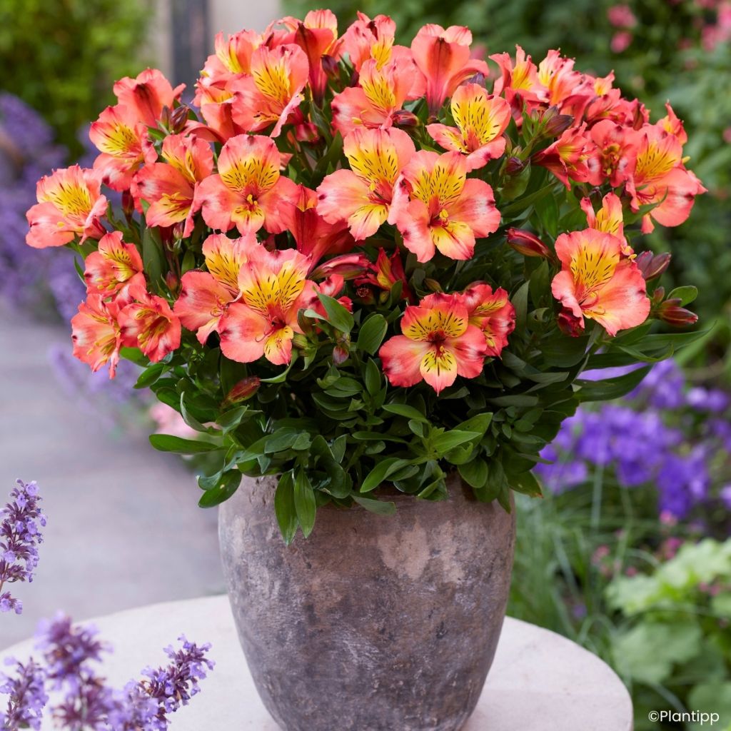 Alstroemeria Incalys Salmon - Inkalilie