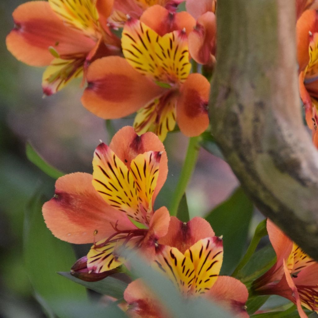 Alstroemeria Inticancha Bryce - Inkalilie