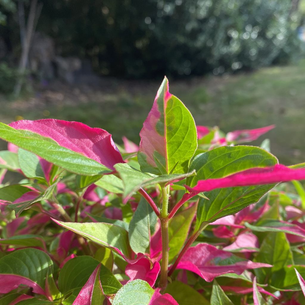 Alternanthera ficoidea Party Time - Papageienblatt