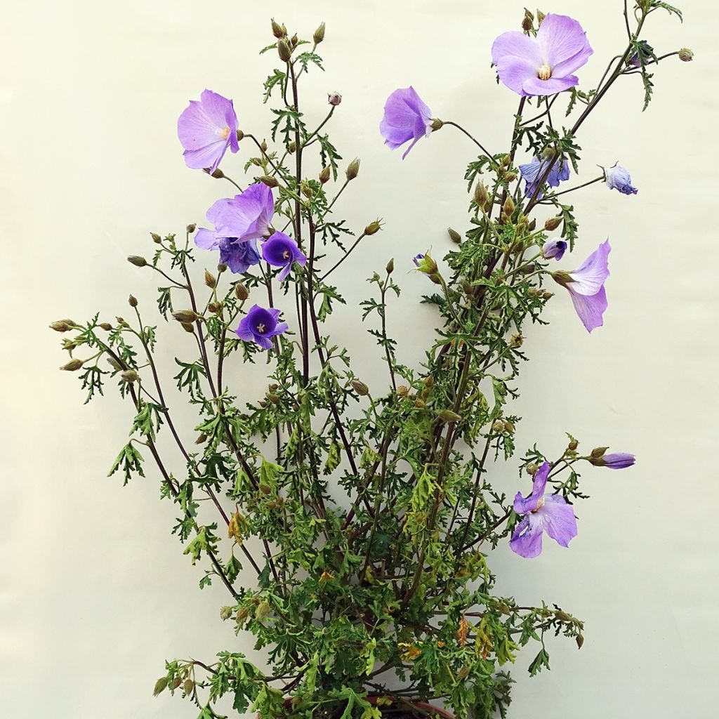 Alyogyne huegelii - Blauer Hibiskus