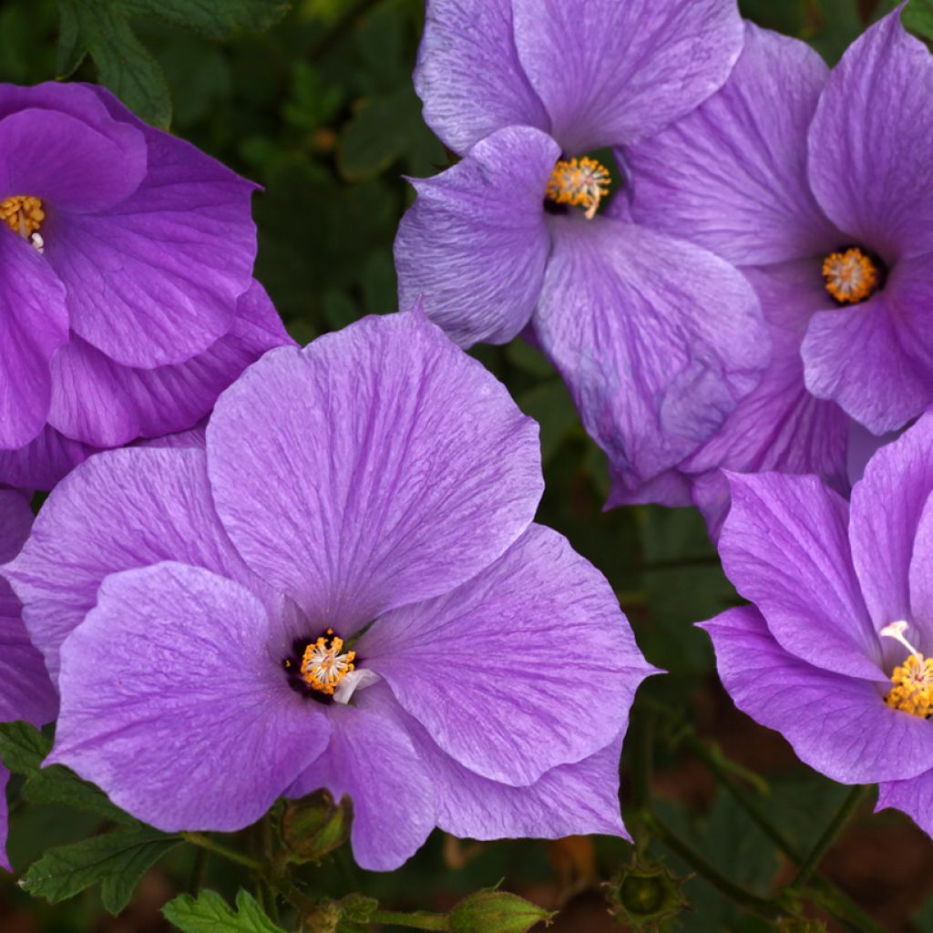 Alyogyne huegelii - Blauer Hibiskus
