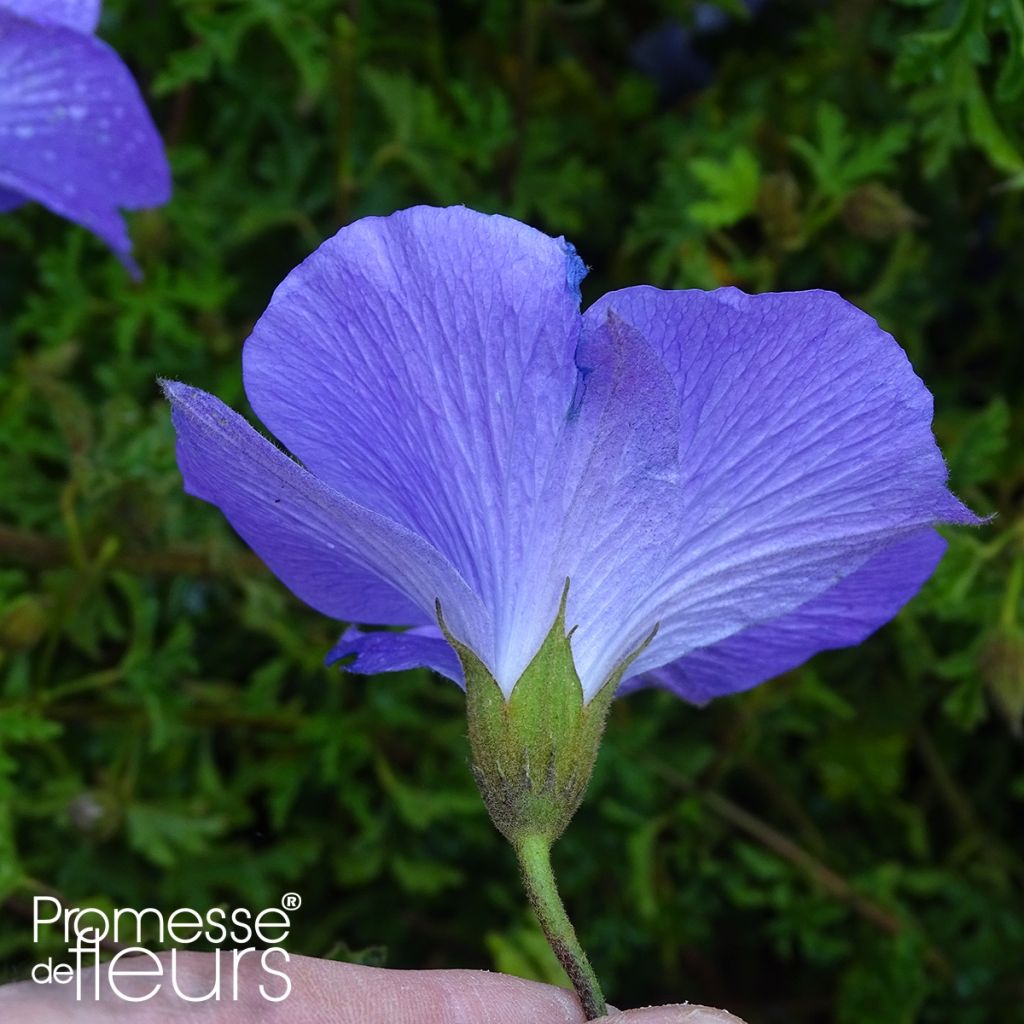 Alyogyne huegelii - Blauer Hibiskus