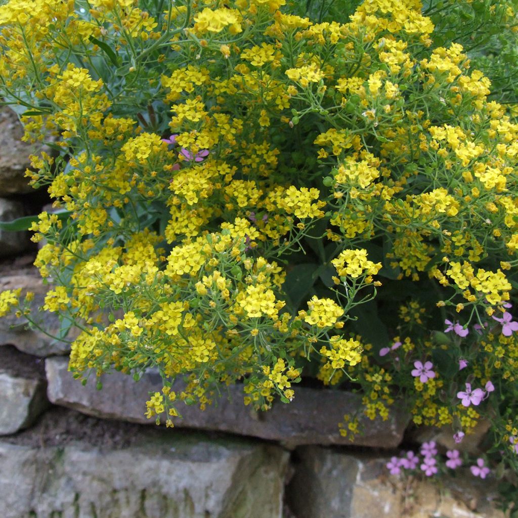 Alyssum montanum Berggold - Berg-Steinkresse