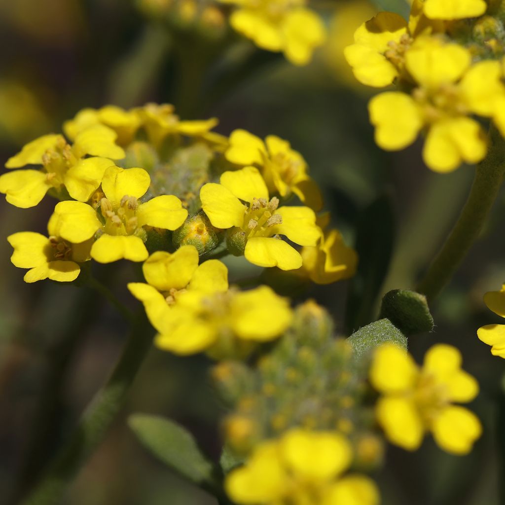 Alyssum montanum Berggold - Berg-Steinkresse