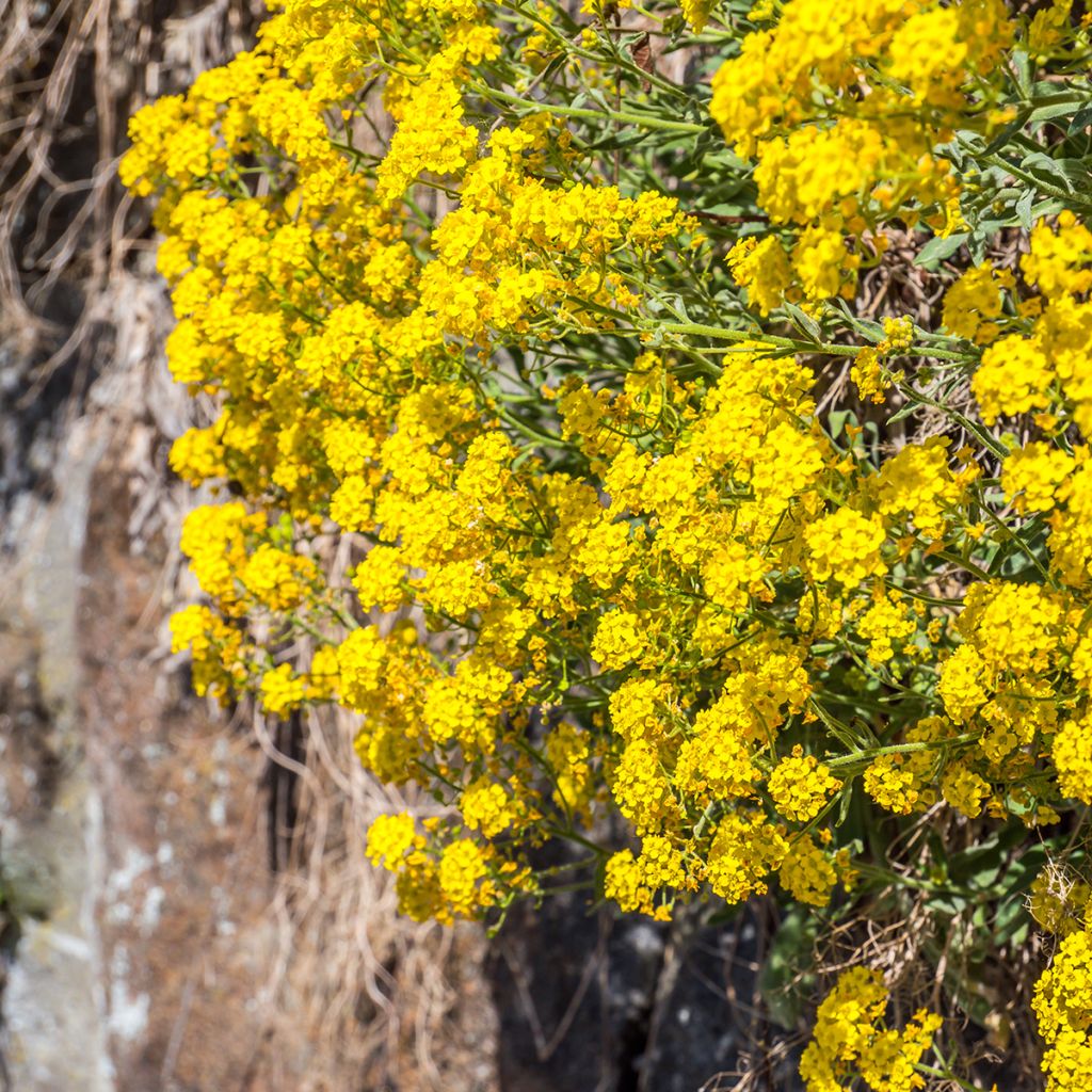 Alyssum saxatilis Goldkugel - Felsen-Steinkresse