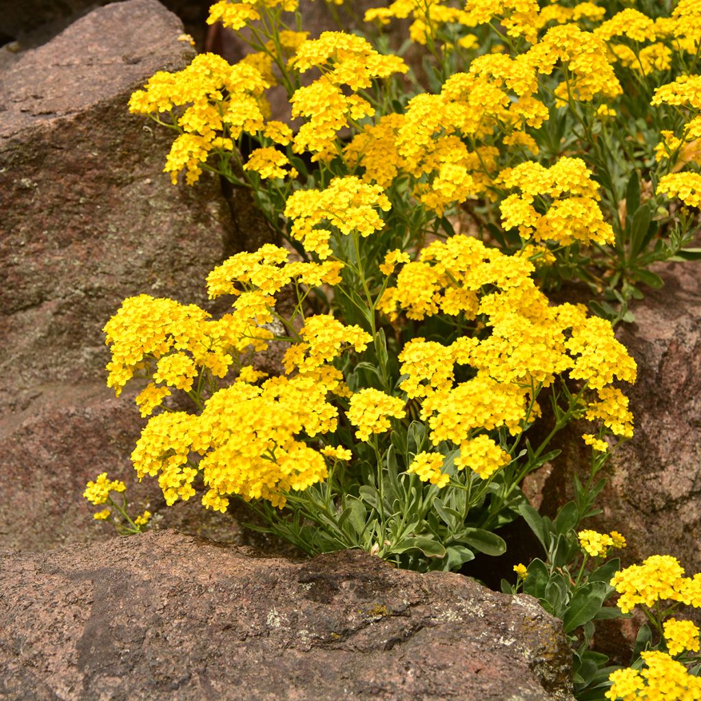 Alyssum saxatilis Goldkugel - Felsen-Steinkresse