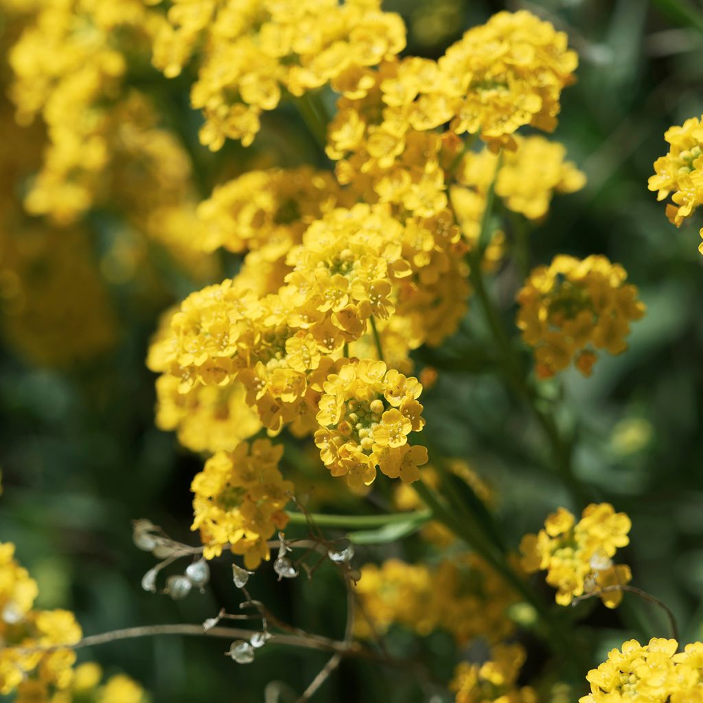 Alyssum saxatilis Goldkugel - Felsen-Steinkresse