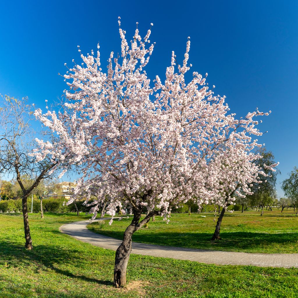 Mandelbaum - Prunus dulcis