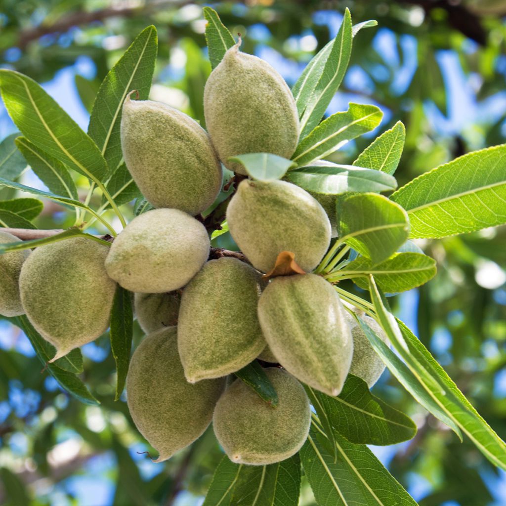 Mandelbaum - Prunus dulcis