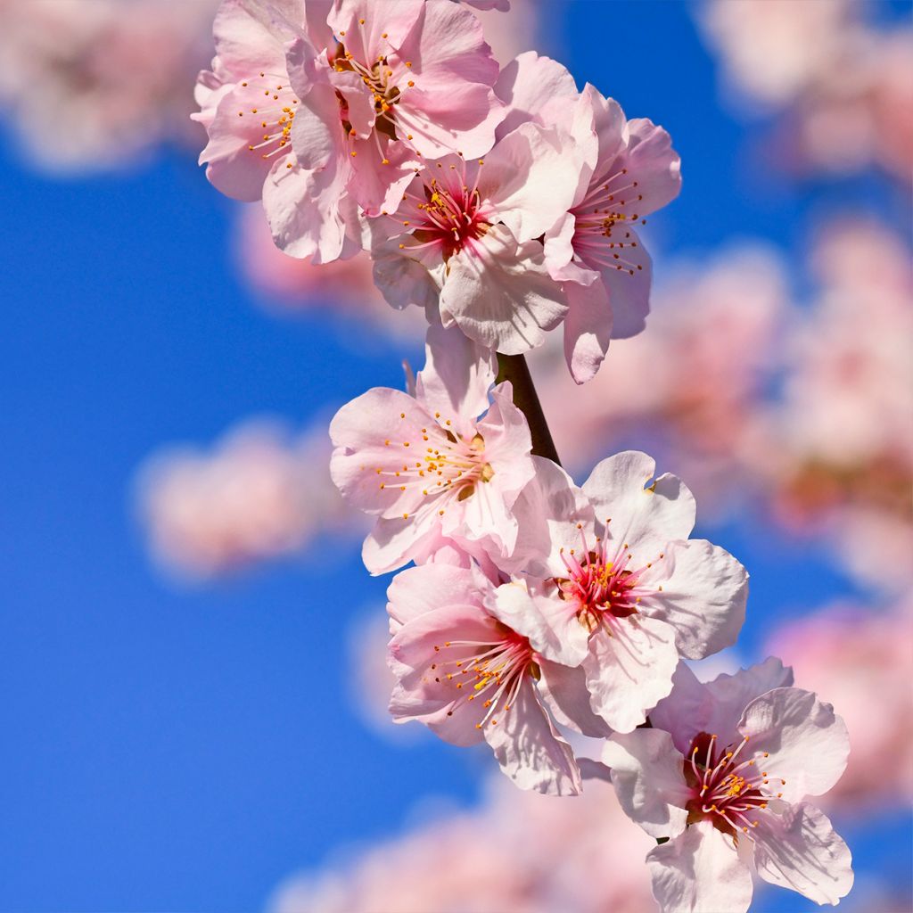 Mandelbaum - Prunus dulcis