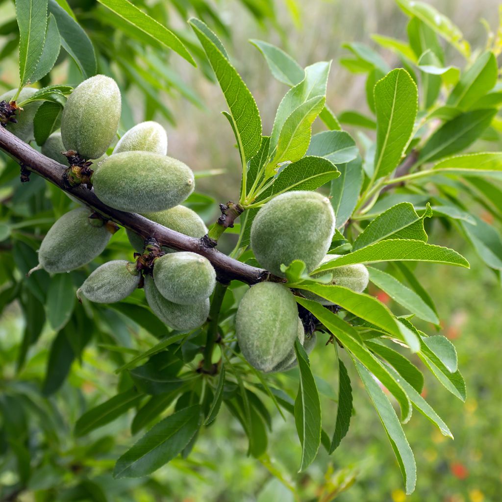 Mandelbaum Makako  (Selbstbefruchtende) - Prunus dulcis