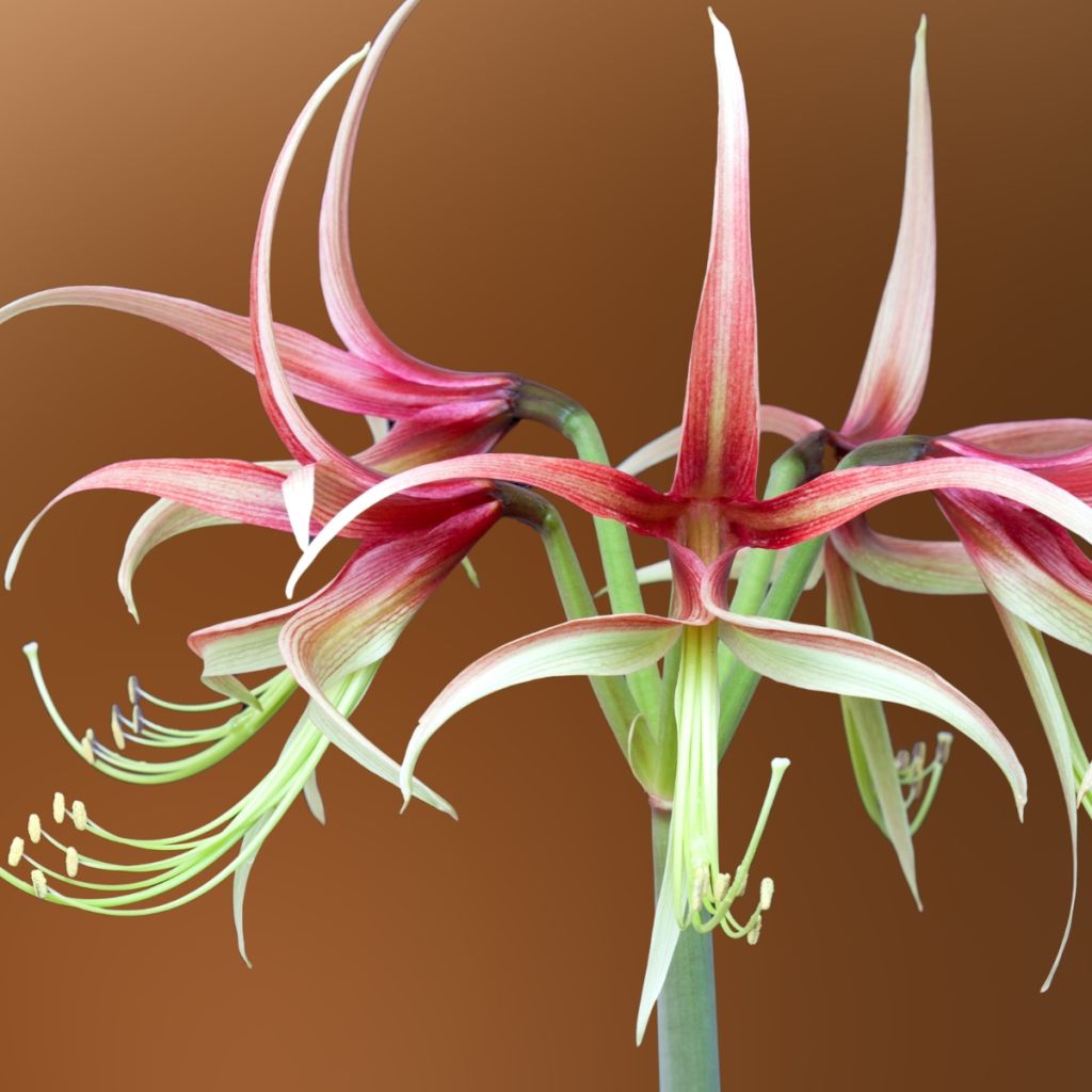 Hippeastrum Chico - Ritterstern
