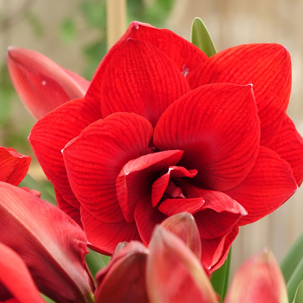 Hippeastrum Double Dragon - Ritterstern