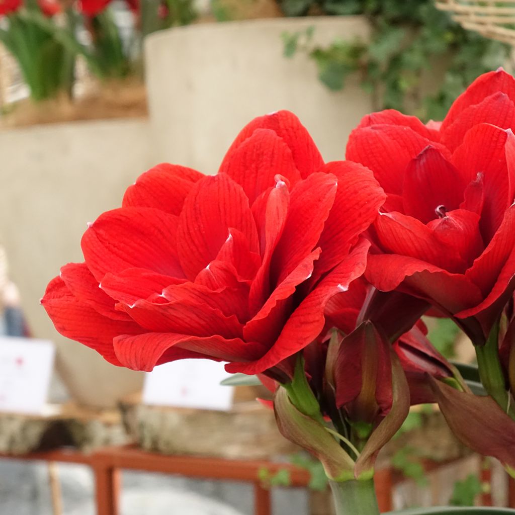 Hippeastrum Double Dragon - Ritterstern
