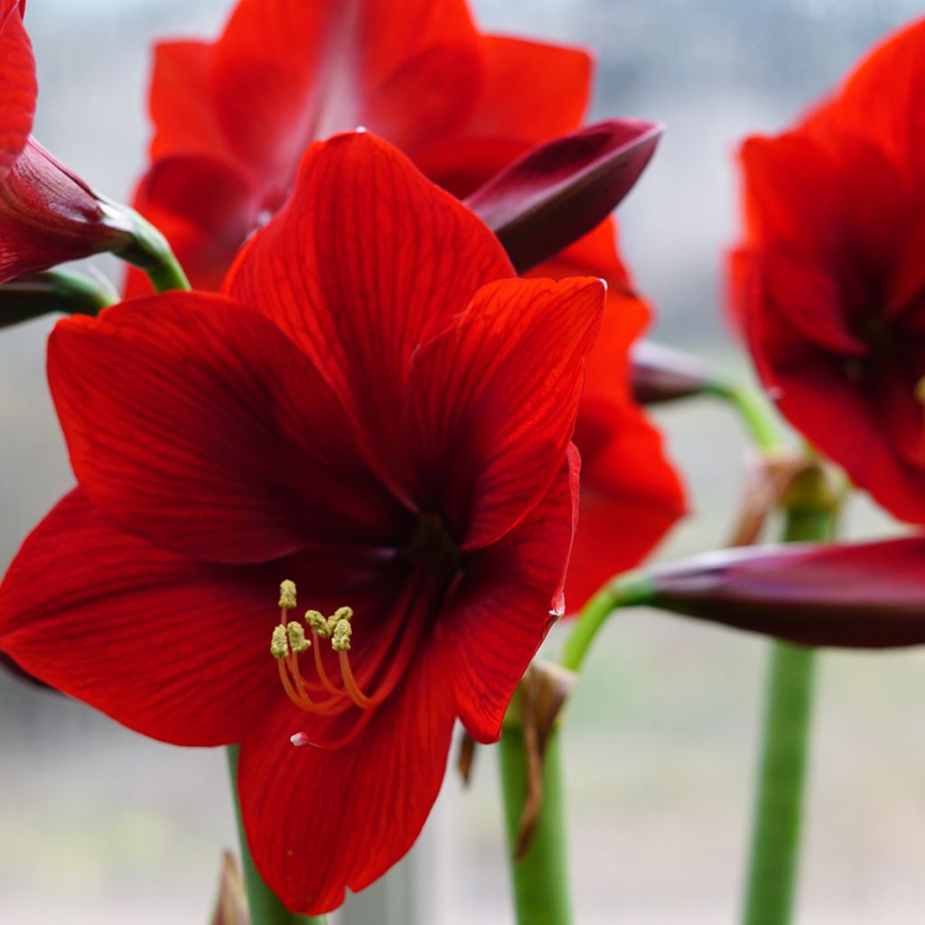 Hippeastrum Red Sensation - Ritterstern