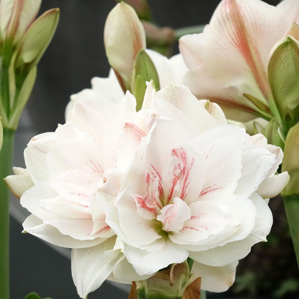 Hippeastrum Aquaro - Ritterstern