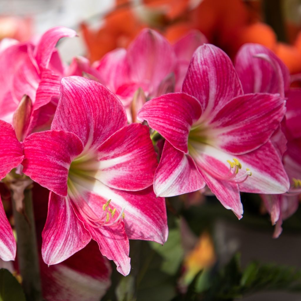 Hippeastrum Neon - Ritterstern