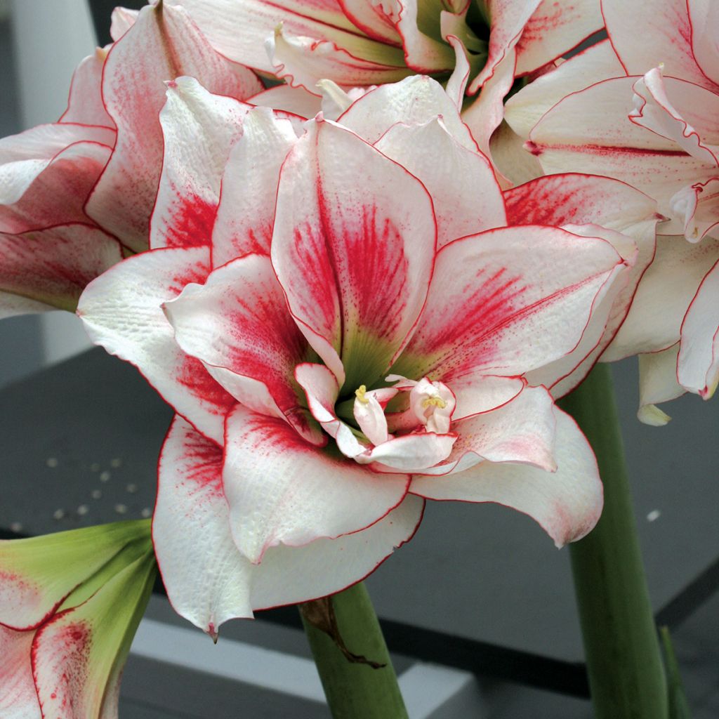 Hippeastrum double Elvas - Ritterstern