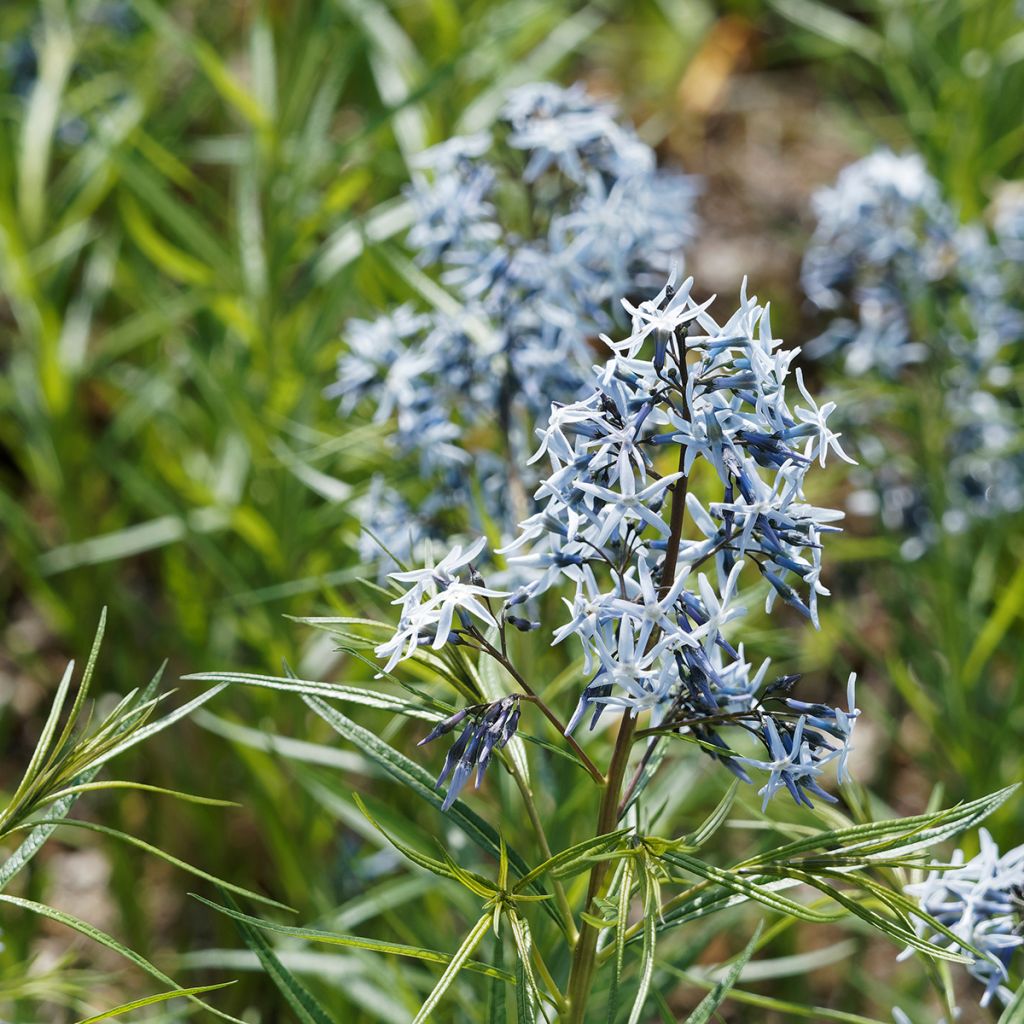 Amsonia hubrichtii - Amsonie