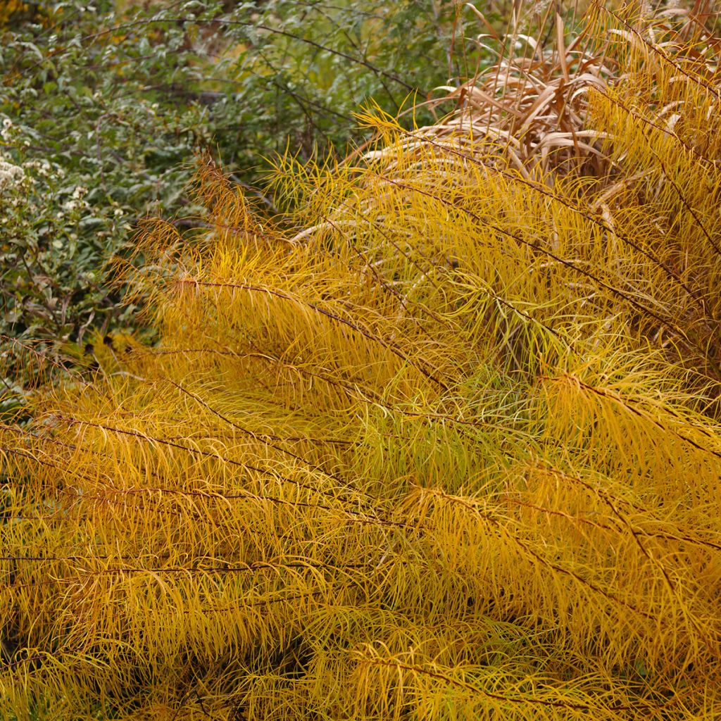 Amsonia hubrichtii - Amsonie