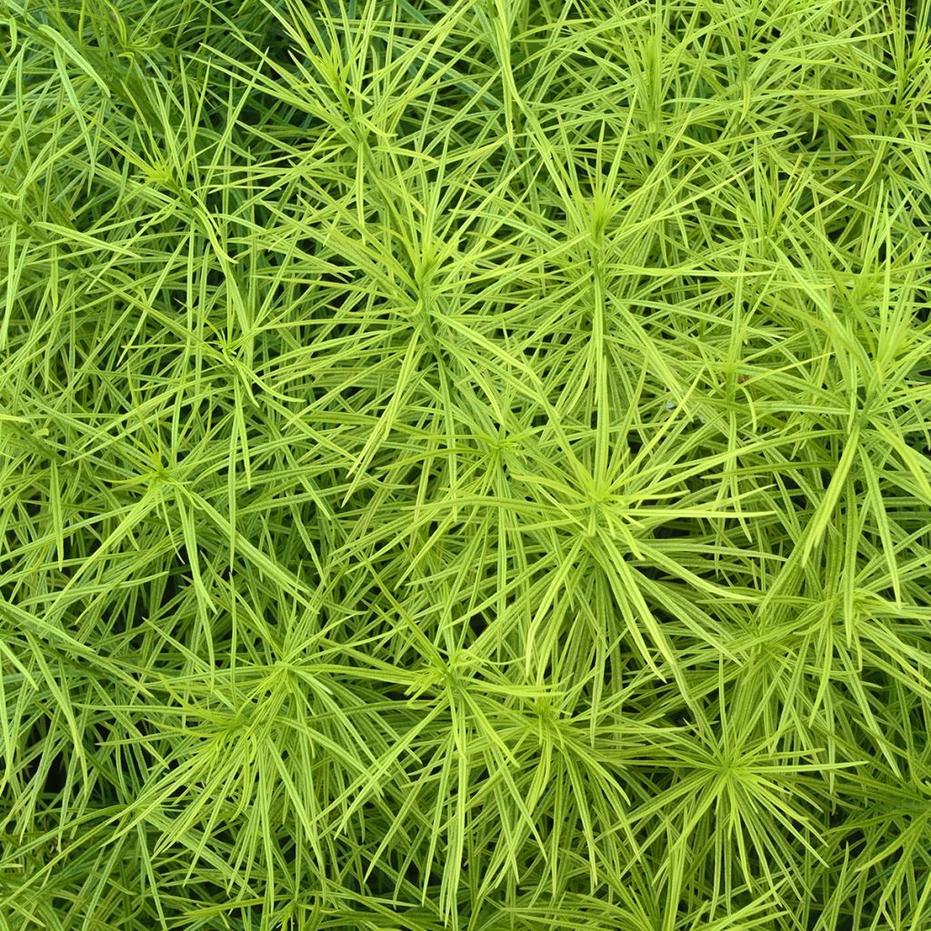 Amsonia hubrichtii - Amsonie