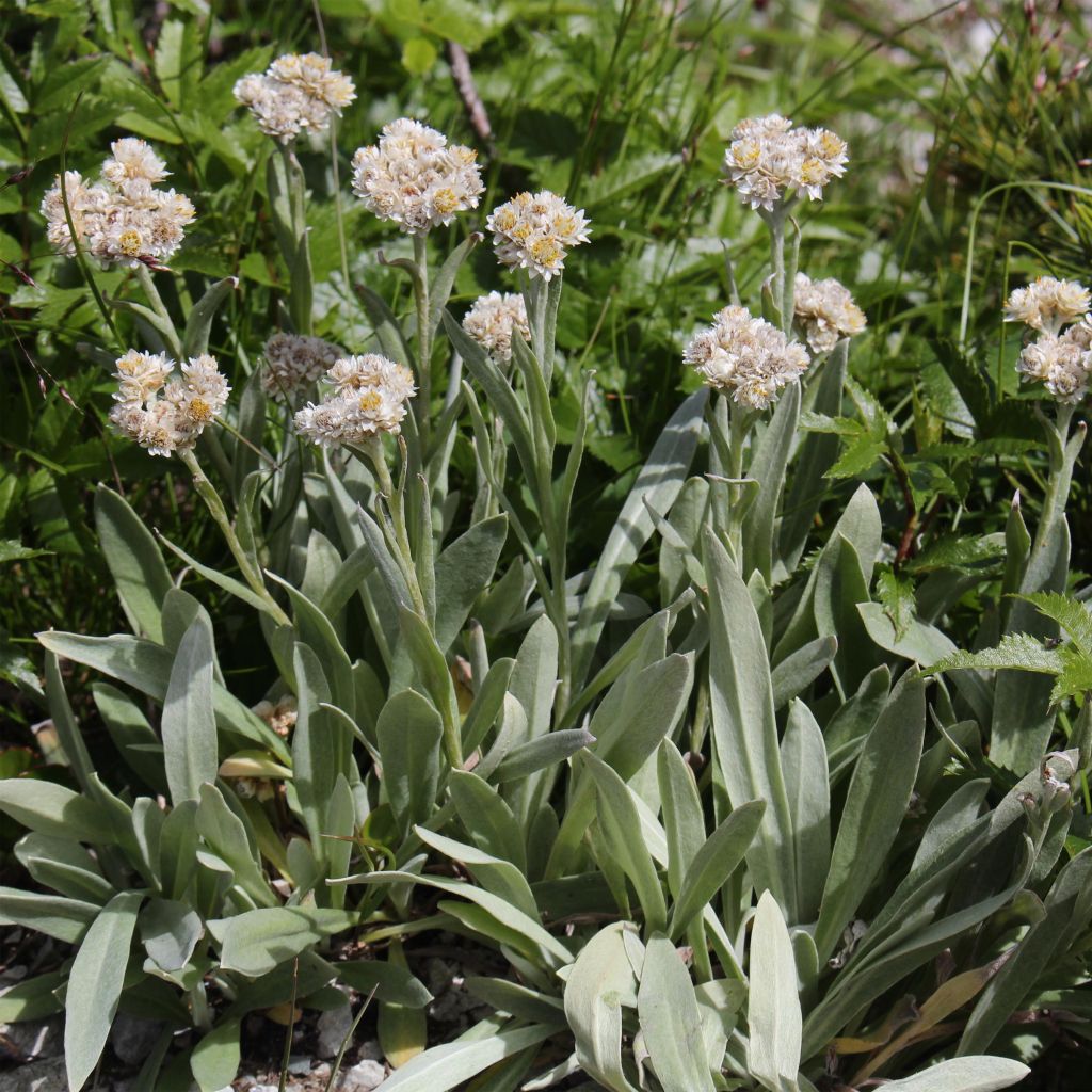 Anaphalis alpicola - Zwerg-Perlkörbchen