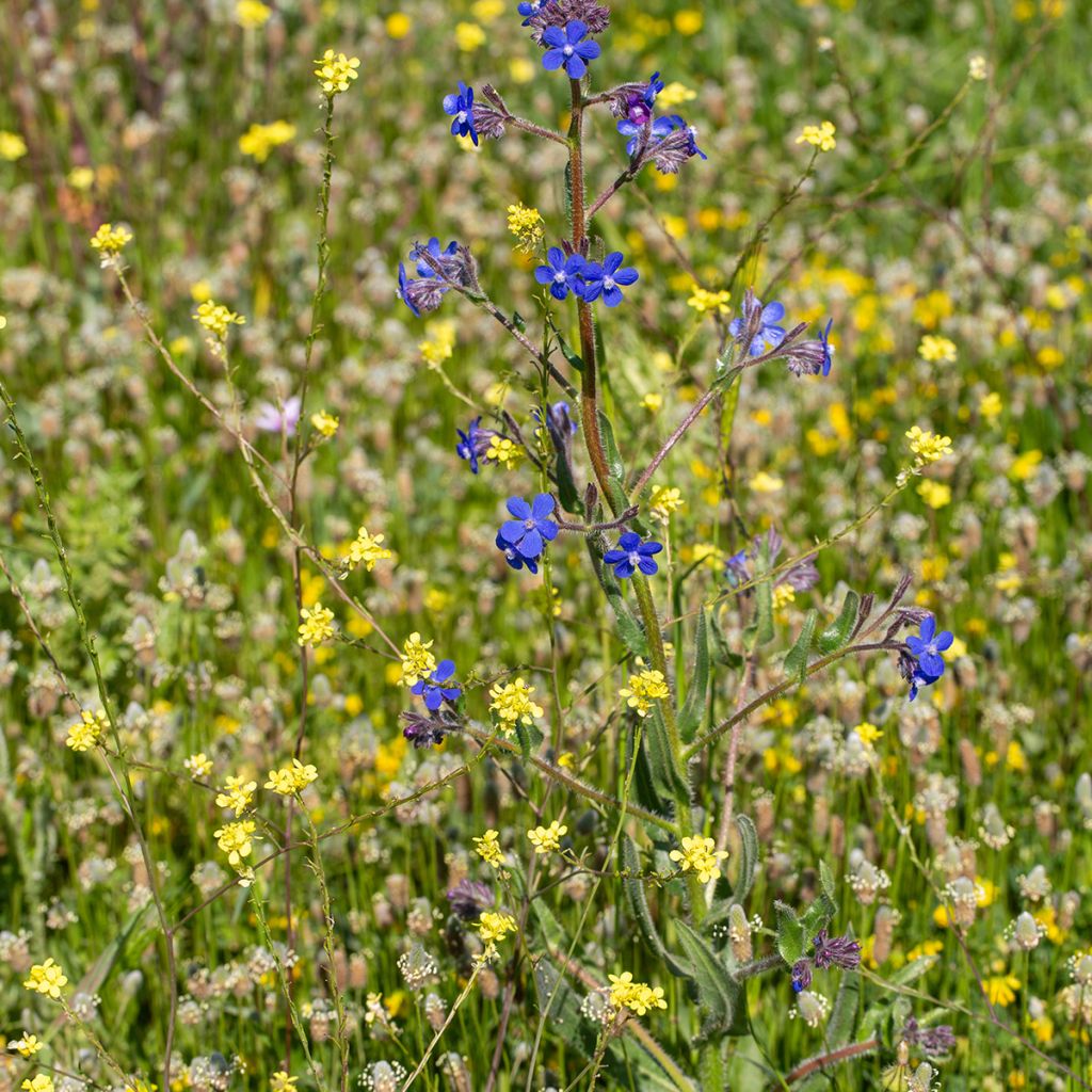 Anchusa azurea Feltham Pride - Italienische Ochsenzunge