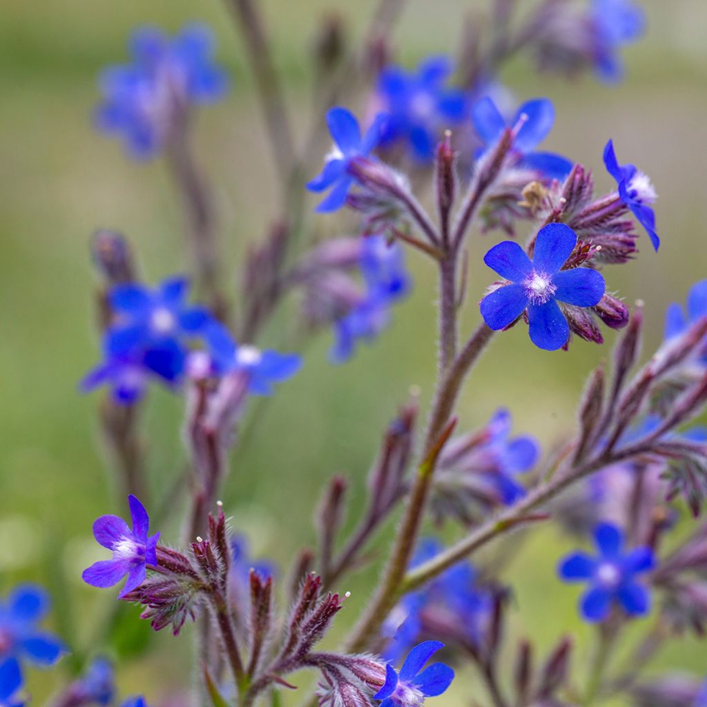 Anchusa azurea Feltham Pride - Italienische Ochsenzunge