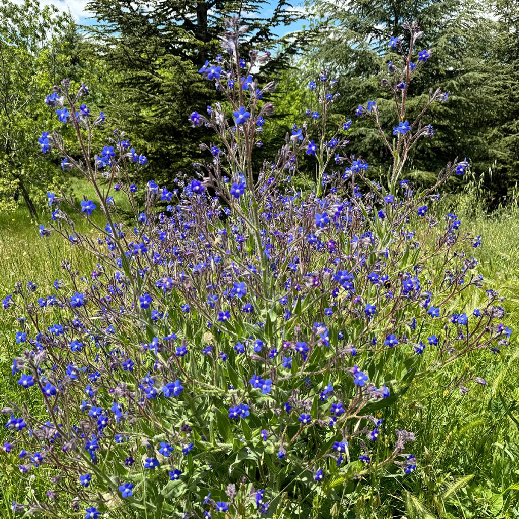 Anchusa azurea Feltham Pride - Italienische Ochsenzunge