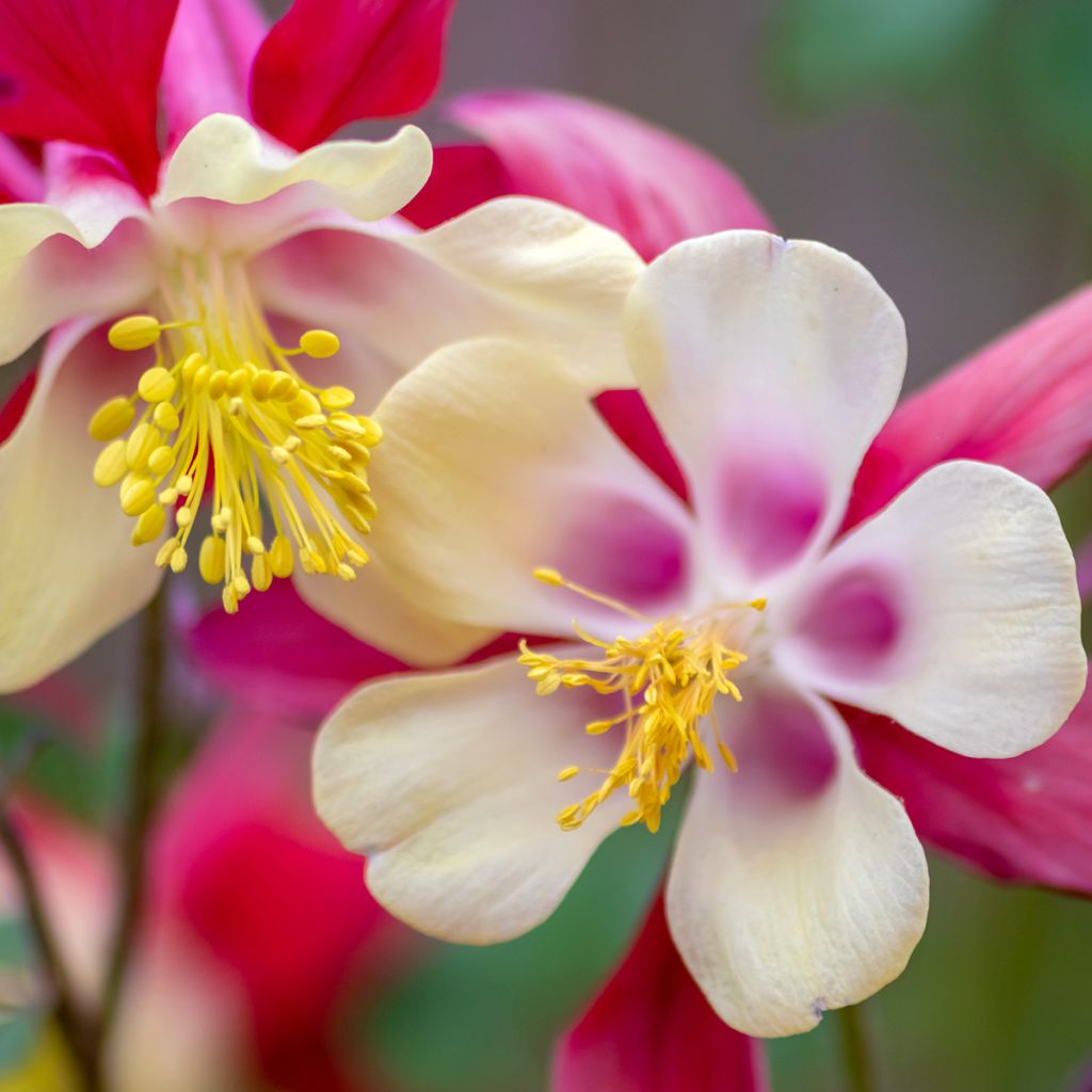 Aquilegia caerulea Rose Queen - Garten-Akelei