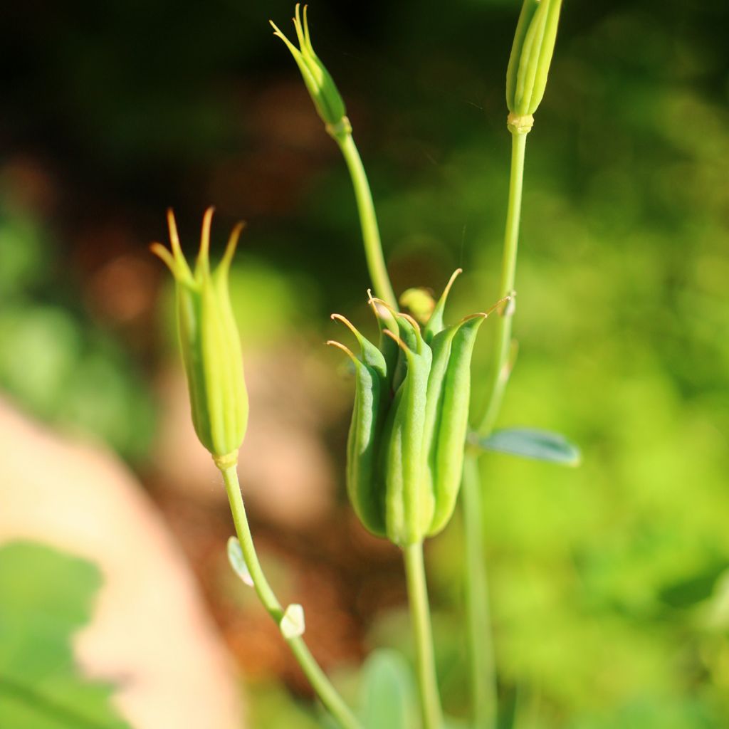 Aquilegia flabellata var. pumila alba - Zwerg-Akelei