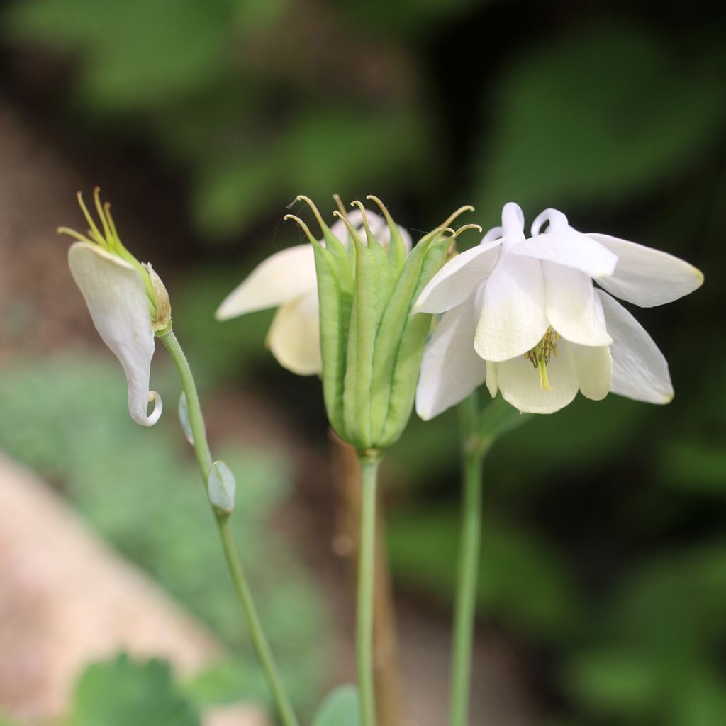 Aquilegia flabellata var. pumila alba - Zwerg-Akelei