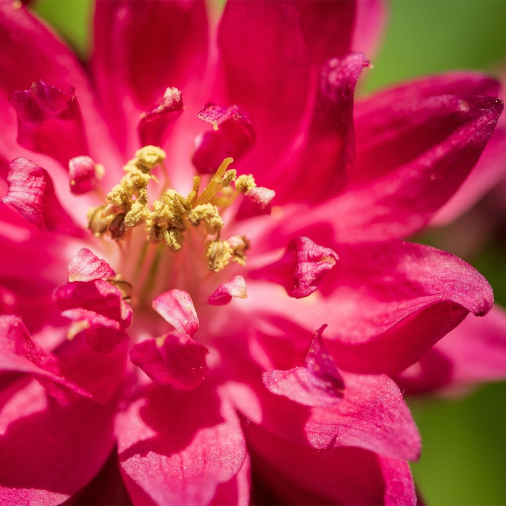 Aquilegia Clementine Red - Garten-Akelei