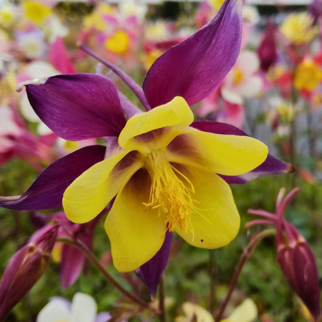 Aquilegia Mac Kana - Garten-Akelei