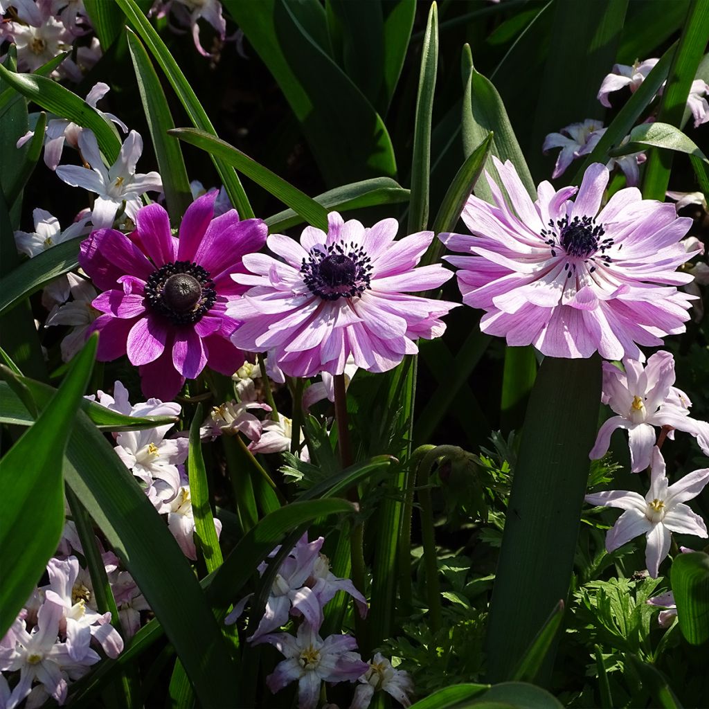 Anemone coronaria double Admiral - Kronen-Anemone