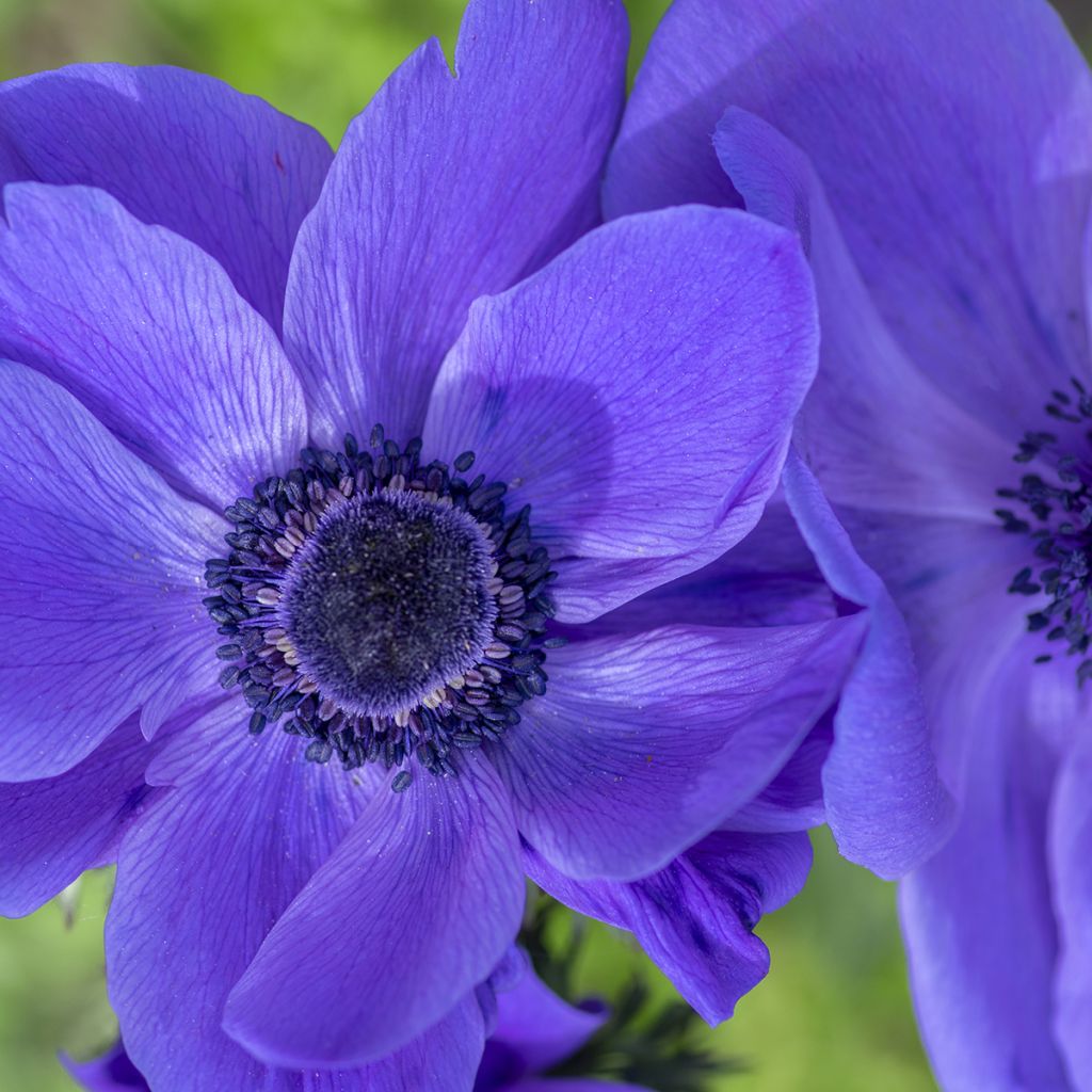 Anemone coronaria Mr Fokker - Kronen-Anemone