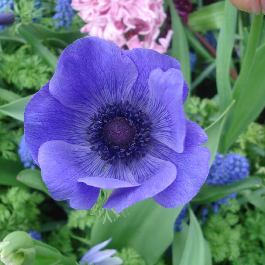 Anemone coronaria Mr Fokker - Kronen-Anemone