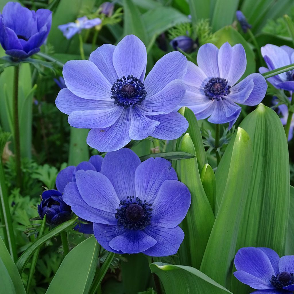 Anemone coronaria Mr Fokker - Kronen-Anemone