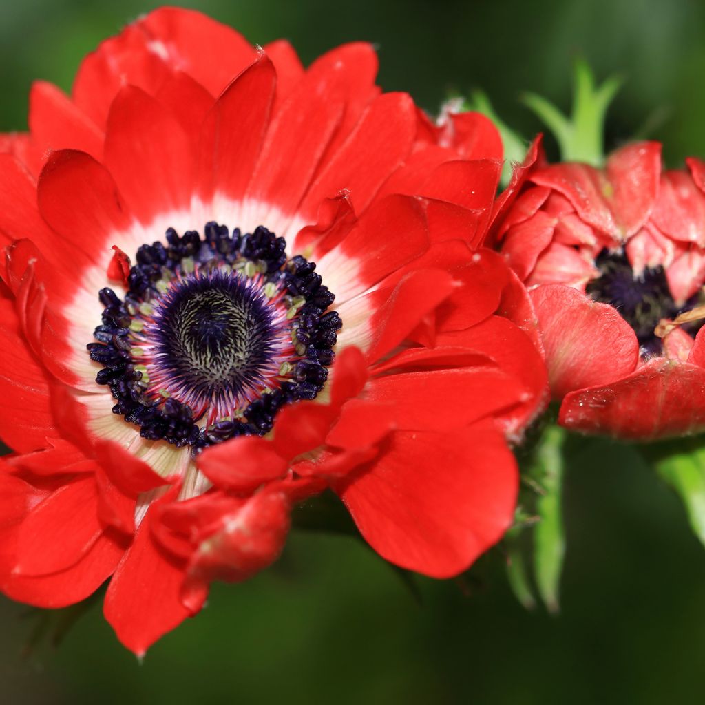 Anemone coronaria The Governor - Kronen-Anemone