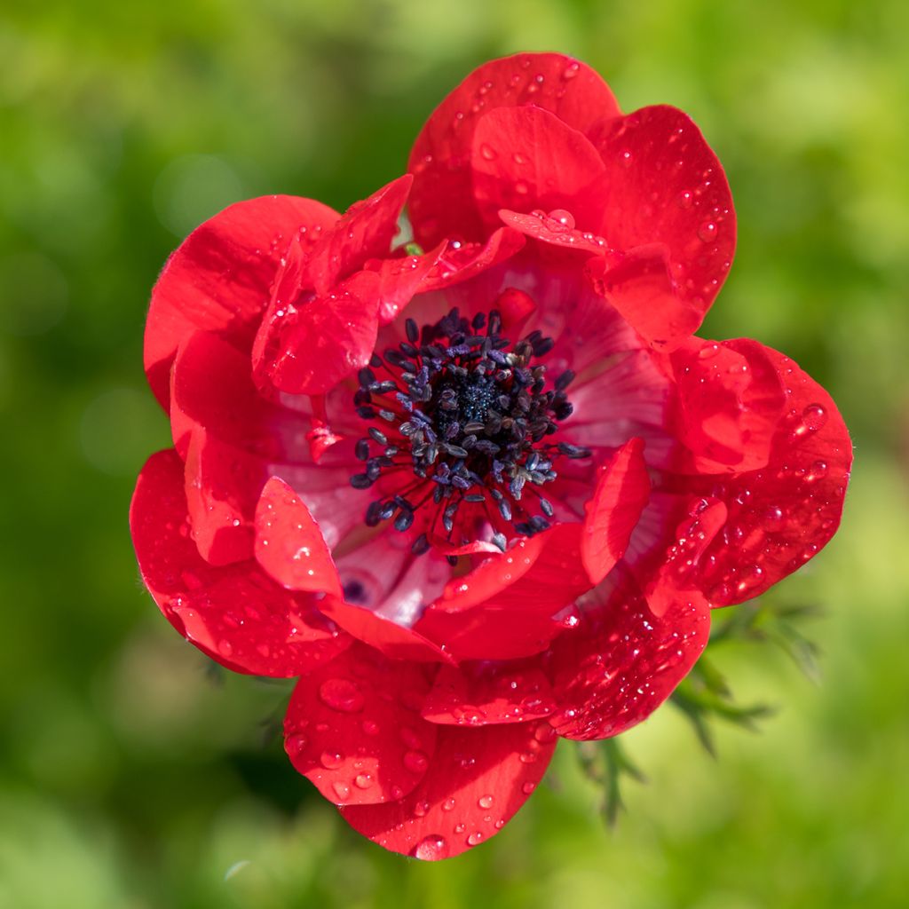 Anemone coronaria The Governor - Kronen-Anemone