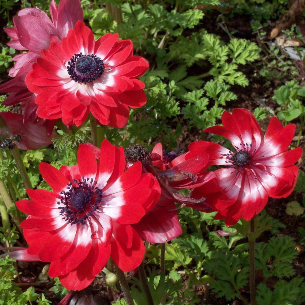 Anemone coronaria The Governor - Kronen-Anemone