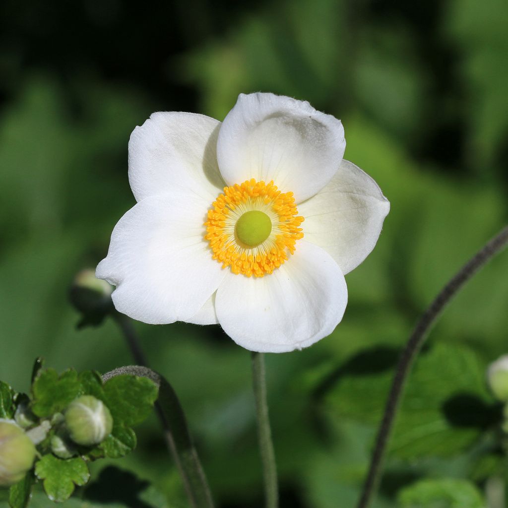 Anemone Honorine Jobert - Japan-Herbst-Anemone