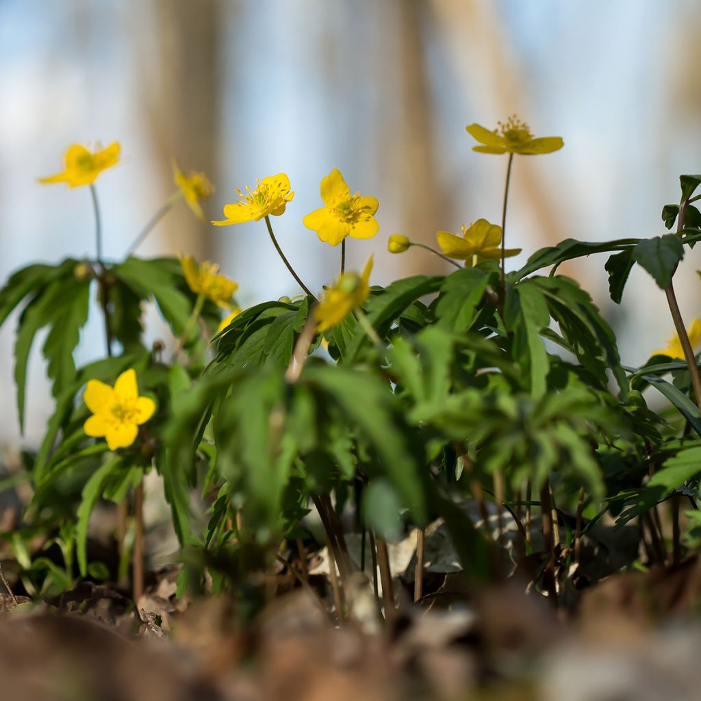 Anemone ranunculoides - Gelbes Windröschen