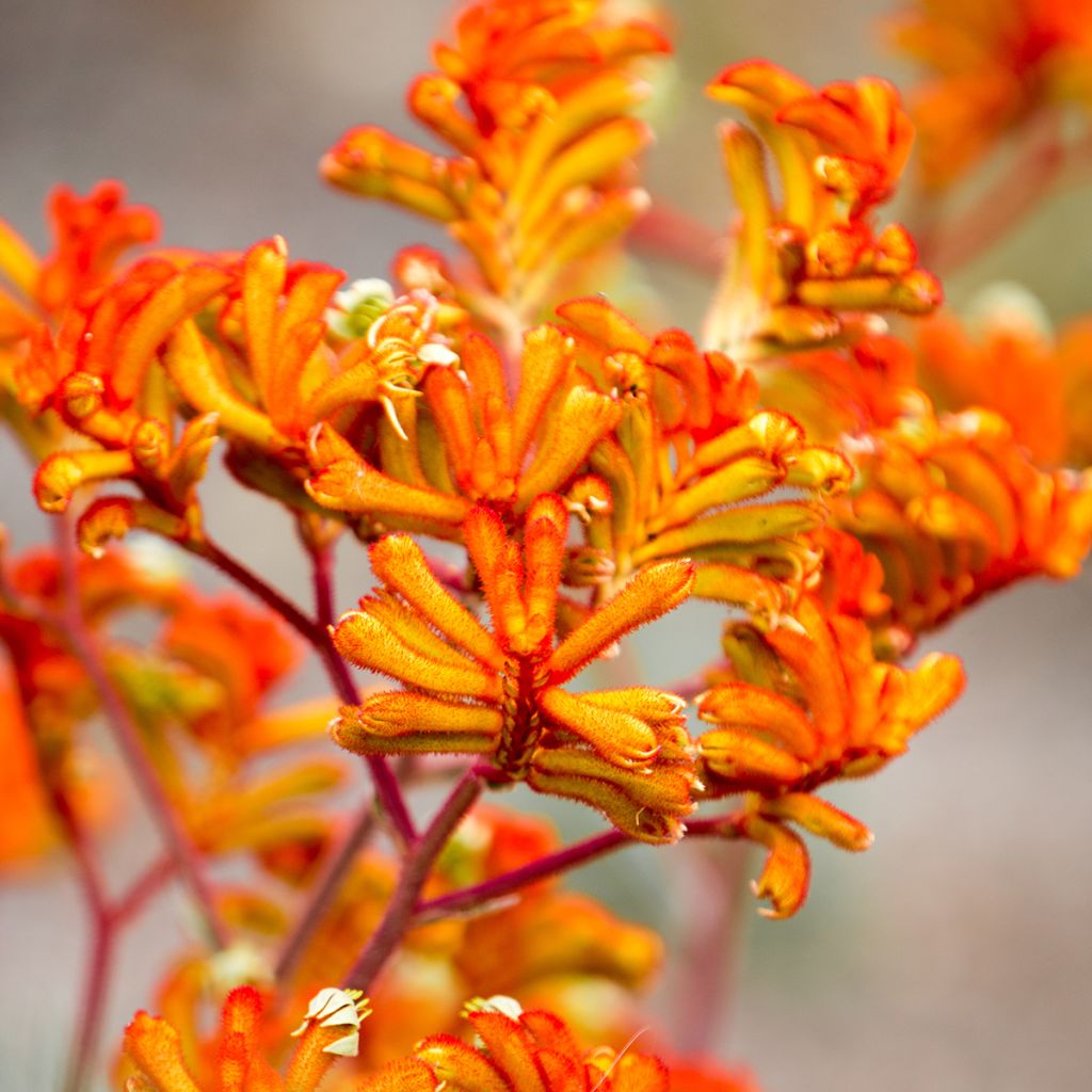 Anigozanthos flavidus - Känguruhblume