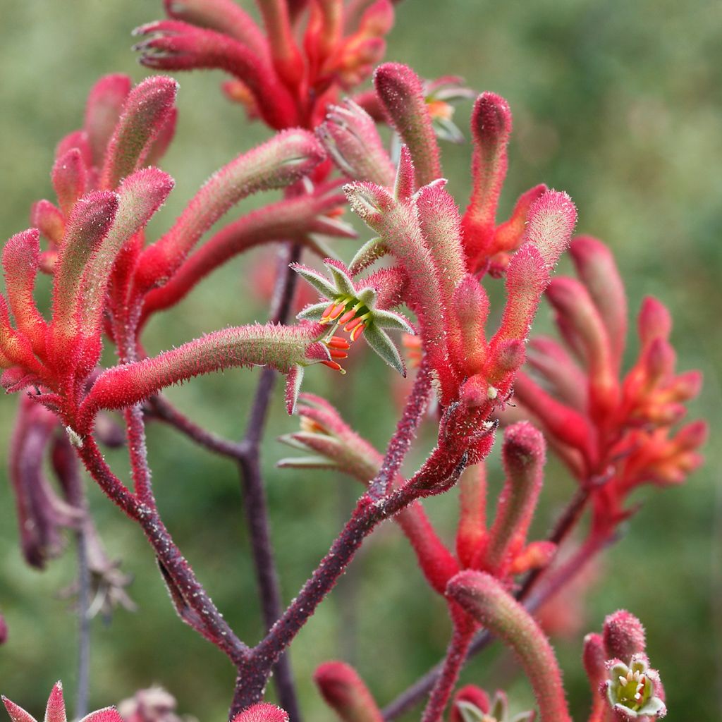 Anigozanthos flavidus - Känguruhblume
