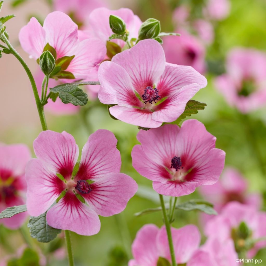 Anisodontea Carnival Lights Gala