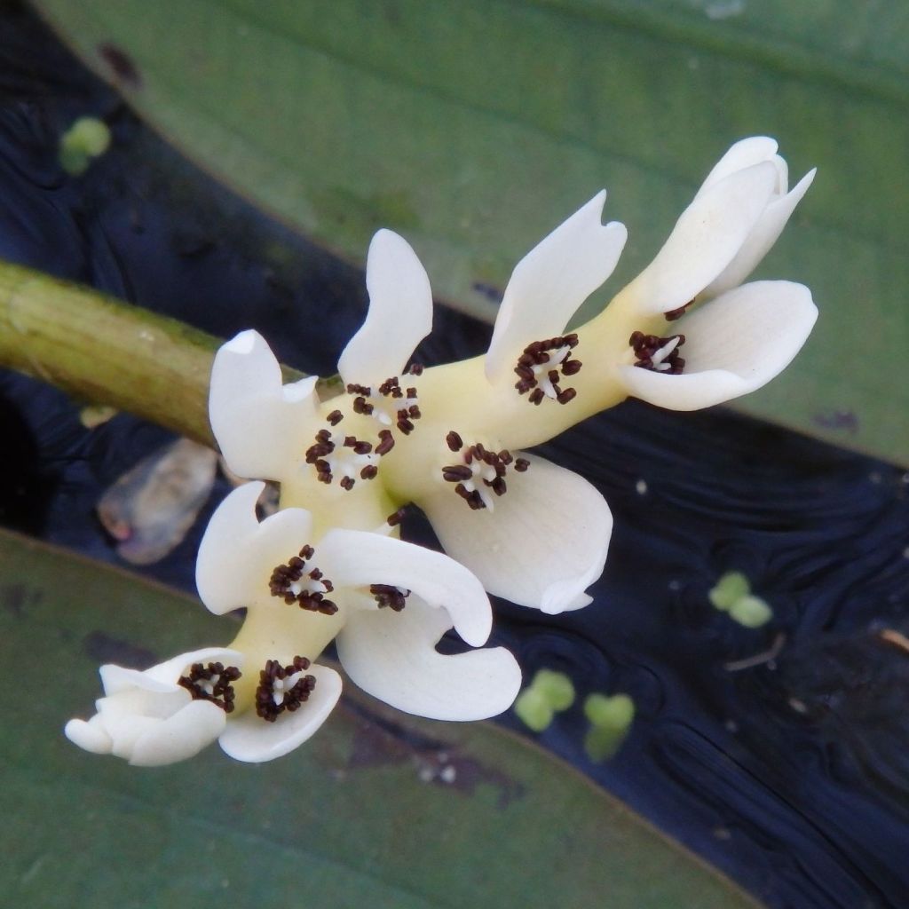 Aponogeton distachyos - Zweiährige Wasserähre