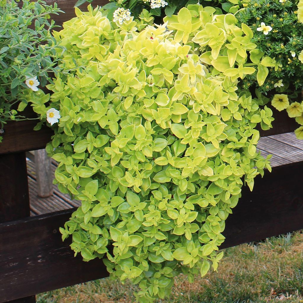 Aptenia cordifolia Golden Cascade - Aptenie