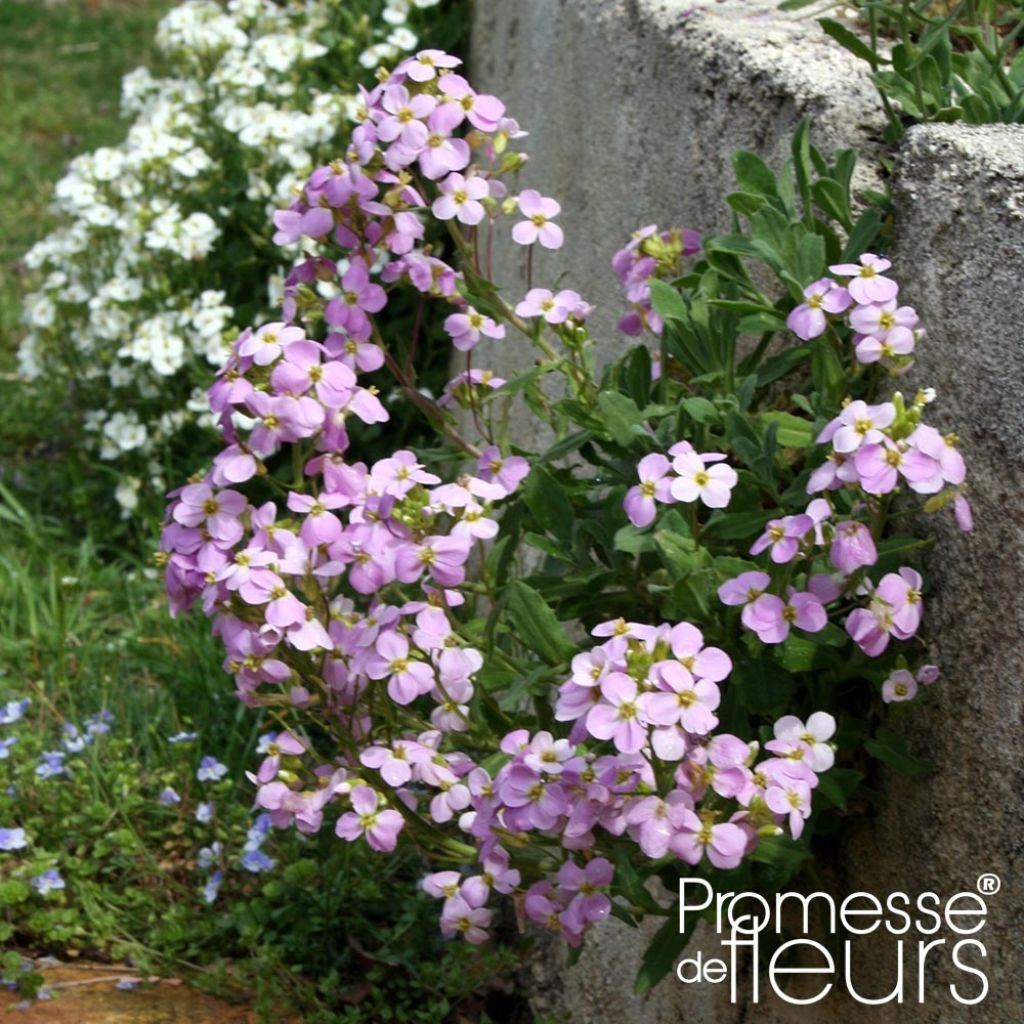 Arabis caucasia Rosea - Arabette du Caucase